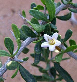 נגב. צילום: © שמעון כהן-סיוון