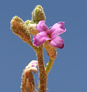 נגב. צילום: © שמעון כהן-סיוון