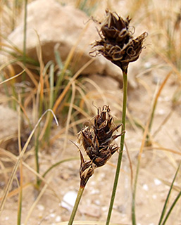 הר הנגב , 5-2015, צילום: © שרה גולד