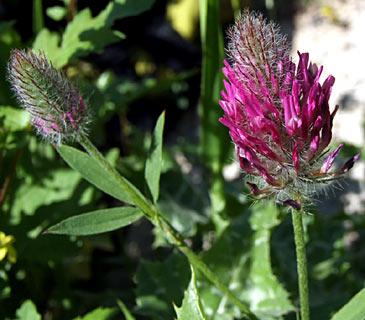 מרץ. צילום: © שרה גולד