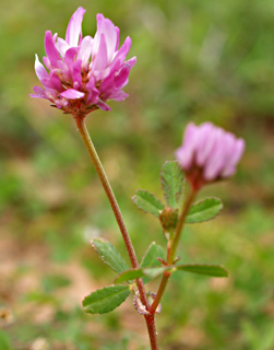 פברואר. צילום: © דרור מלמד
צילום: © דרור מלמד