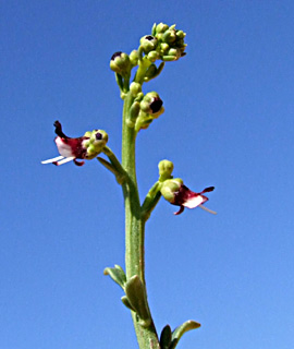 חולות ניצנים, פברואר. צילום: © שרה גולד
