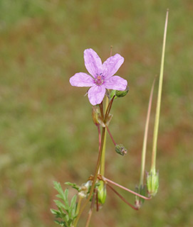 שפלה. צילום: © שרה גולד