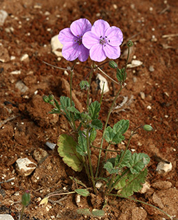 שמורת אלון חדרה, 2-2010. צילום: © שרה גולד