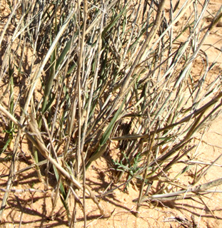 חוף ניצנים, פברואר. צילום: © שרה גולד