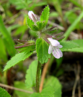 שרון, פברואר. צילום: © ערגה אלוני