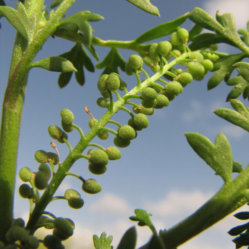 הפירות כפולים. צילום: סיקו