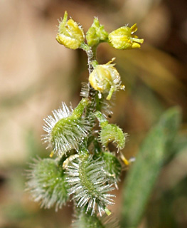 חרמון, מאי. 
צילום: © דרור מלמד