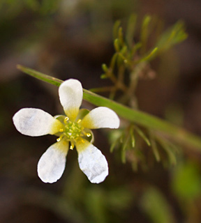 שלולית דורה, פברואר. צילום: © דרור מלמד
