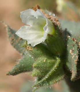 יער אמציה, פברואר. צילום: © דרור מלמד
