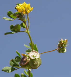 חורשת הסרג'נטים, פברואר. צילום: © דרור מלמד