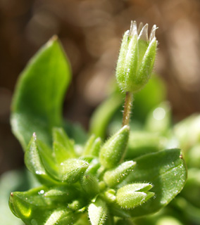 פברואר, צילום: © דרור מלמד