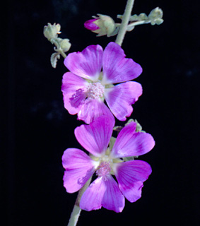 הר אדיר ומצפה חרשים, 6-7. צילום: © יהודה מרטה