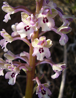 פברואר. צילום: © יובל עברון