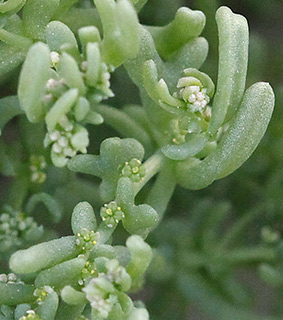 בקעה, 1-2015. צילום: © אלי ליבנה