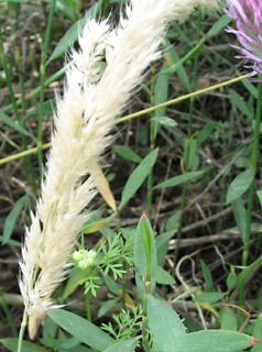 חורשת הסרג'נטים. צילום: © ערגה אלוני