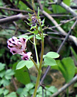 נחל ראש פינה, מרץ. צילום: © שרה גולד