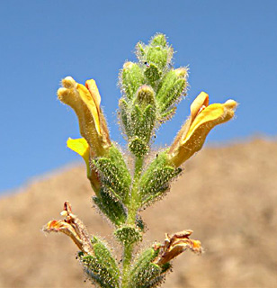 אילת, יוני. צילום: © מורי חן