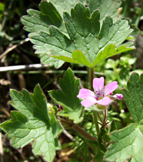 יער בן שמן, מרץ. צילום: © שרה גולד