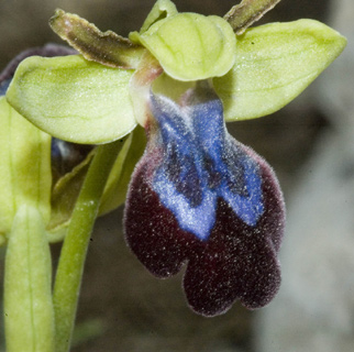 מרץ. צילום: © יהודה מרטה 