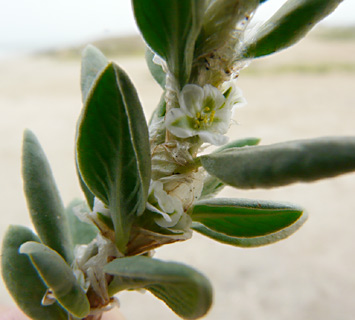 צילום: © שמעון כהן-סיוון