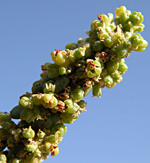 ערבה, מאי. צילום: ©  מורי חן