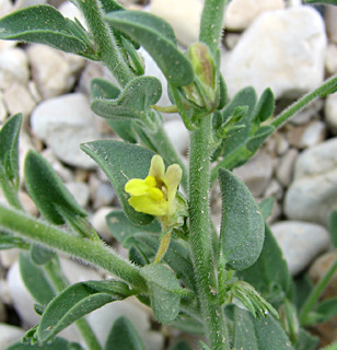 ים המלח או ערבה, פברואר. צילום: © ערגה אלוני