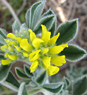 שפת הים, מרץ. צילום: © ערגה אלוני