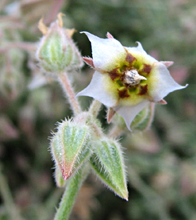 ים המלח או ערבה, פברואר. צילום: © ערגה אלוני
