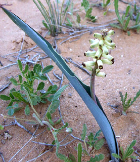 נגב, מרץ. צילום: © שרה גולד