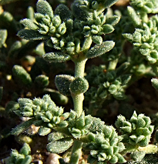 נגב, מרץ. צילום: © שרה גולד