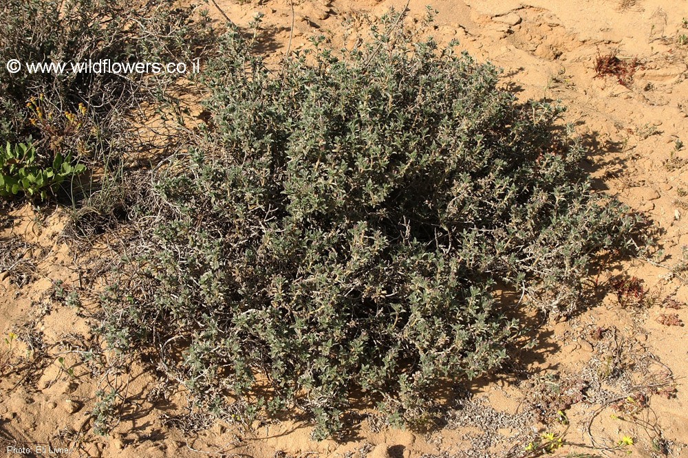 הצמח בנוף. צילום: אלי ליבנה