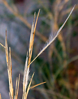 צומת טללים, מרץ. צילום: © שרה גולד