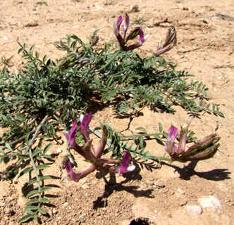 נגב, מרץ. צילום: © שרה גולד