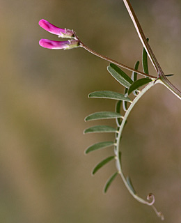 נגב, 3-2010. צילום: © שרה גולד