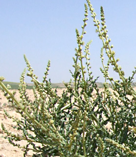 ליד תל ערד, מרץ. צילום: © שרה גולד