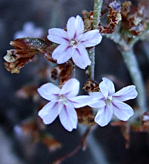 חוף אכזיב, יוני. צילום: © שרה גולד
צילום: © עמרם אשל