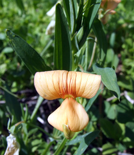 שפלה, מרץ. צילום: © שרה גולד