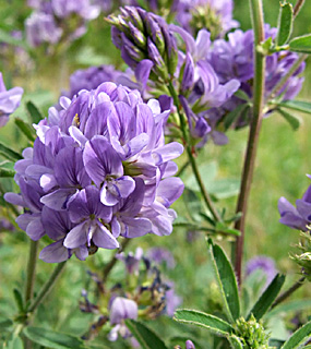 לשולי כביש בשפלה, מרץ. צילום: © שרה גולד