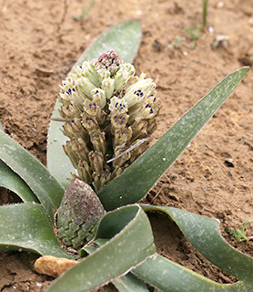 בורות לוץ , 2-2015. צילום: © שרה גולד