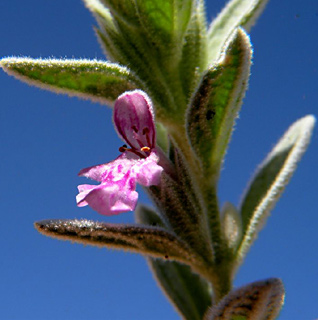 ואדי רם, דצמבר. צילום: © מורי חן