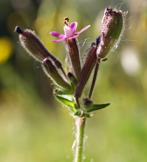 מרץ. צילום: © דרור מלמד
