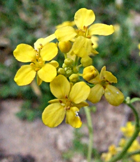 ראש פינה, פברואר. צילום: © שרה גולד