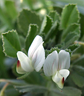 פרק עדולם, מרץ. צילום: © שרה גולד