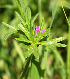 מרץ. צילום: © דרור מלמד