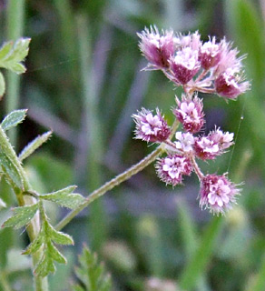 מרץ. צילום: © דרור מלמד