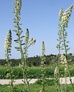 עדולם, מרץ. צילום: © שרה גולד