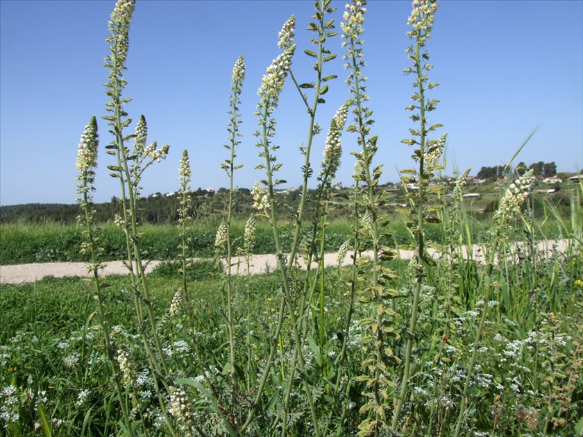 ריכפה לבנה בנוף. צילום: שרה גולד