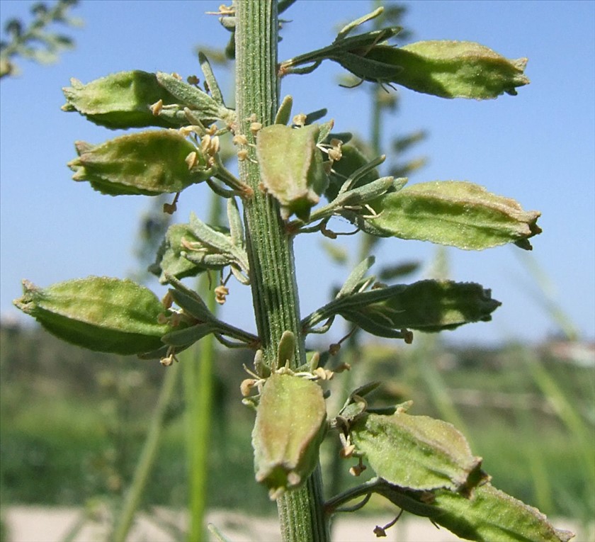 הפירות האופיניים למין זה. צילום: שרה גולד