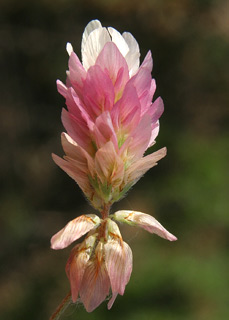 שפלה, מרץ. צילום: © אלי ליבנה 